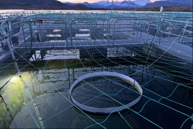 Científicos noruegos e industria se alían para profundizar en cómo la luz afecta al cultivo de salmón y trucha arcoiris. 20250612